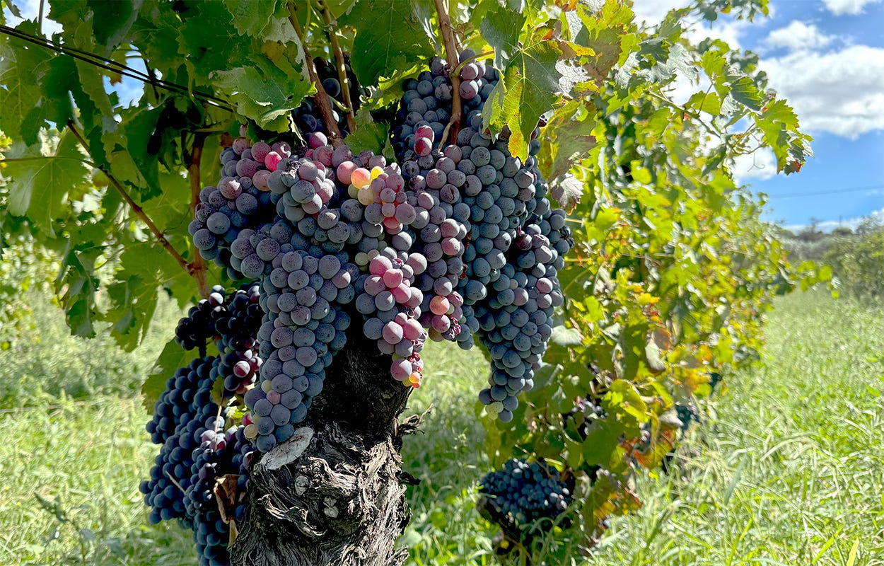 Closeup of a Nerello Mascalese vine loaded with dark purple grape clusters Closeup of a Nerello Mascalese vine loaded with dark purple grape clusters