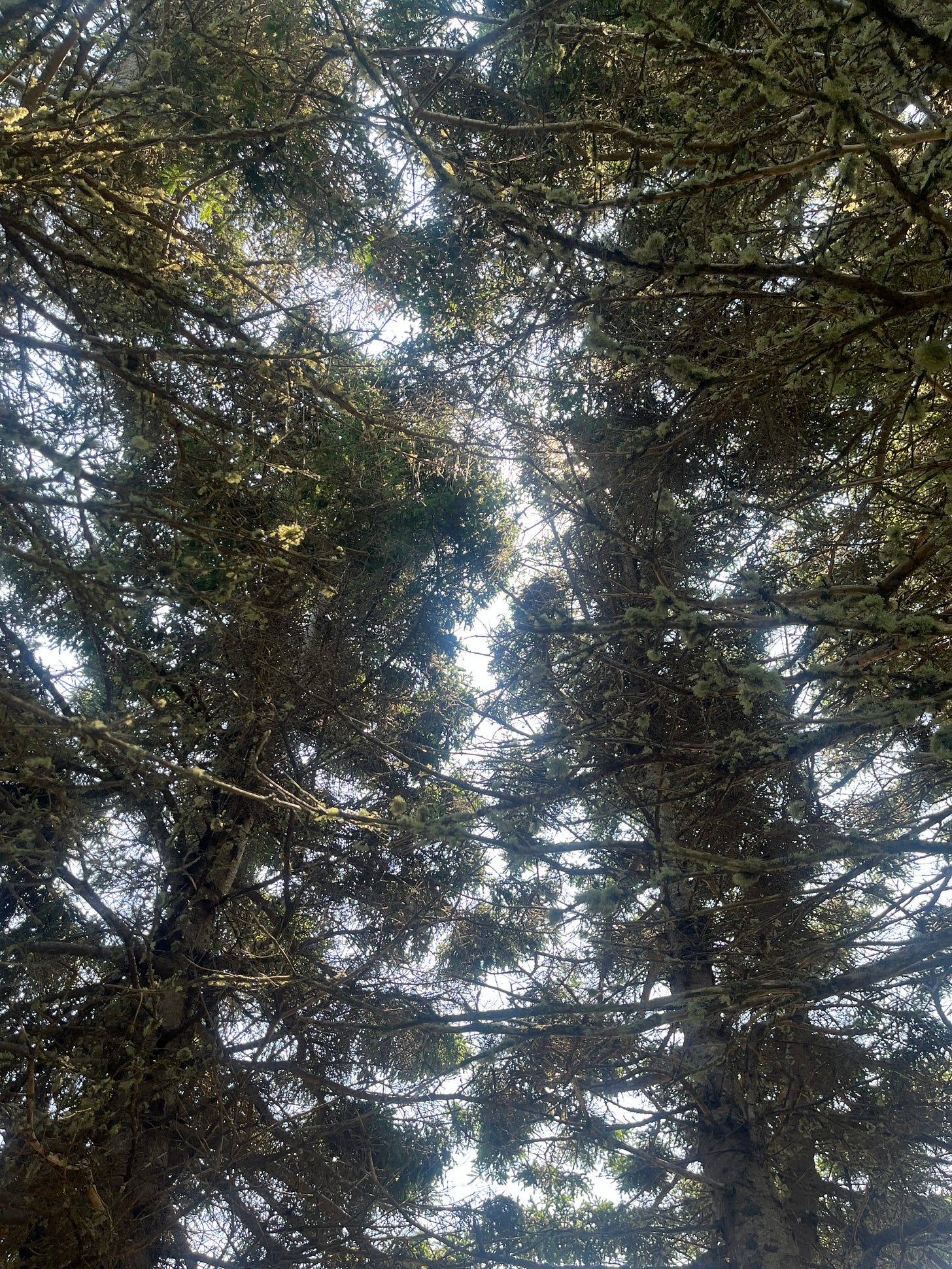 Looking up through the canopy of a small forest of coniferous trees with dappled sunlight bleeding through