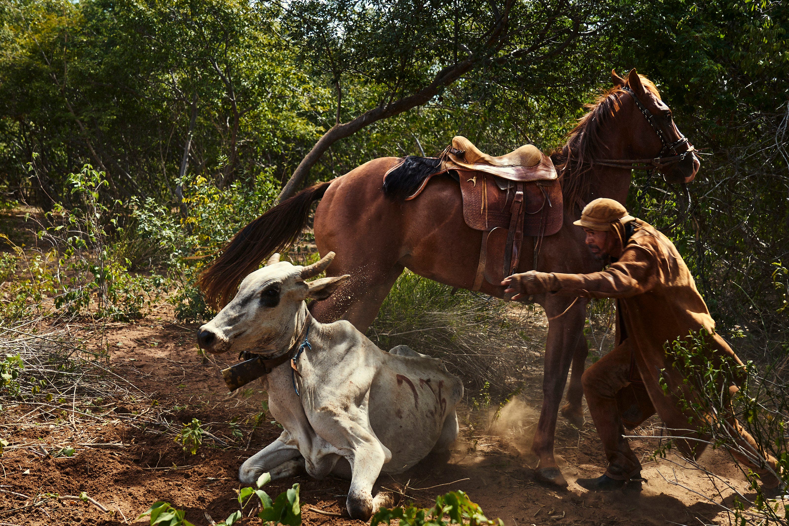 A person in brown clothing tries to control a light brown horse next to a white cow lying on the ground in a forested area with dirt and green foliage.