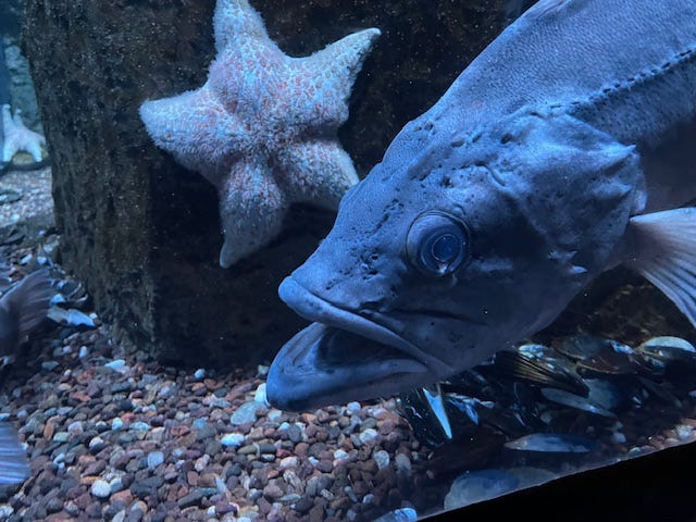 A fish with its mouth wide open, looking surprised