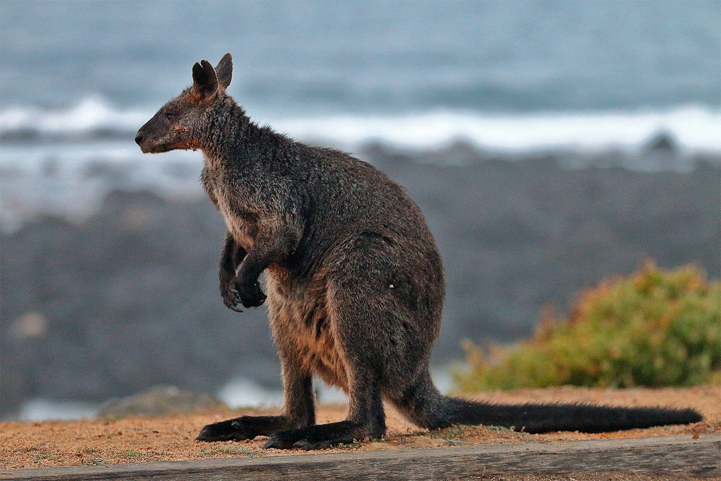 A wallaby.