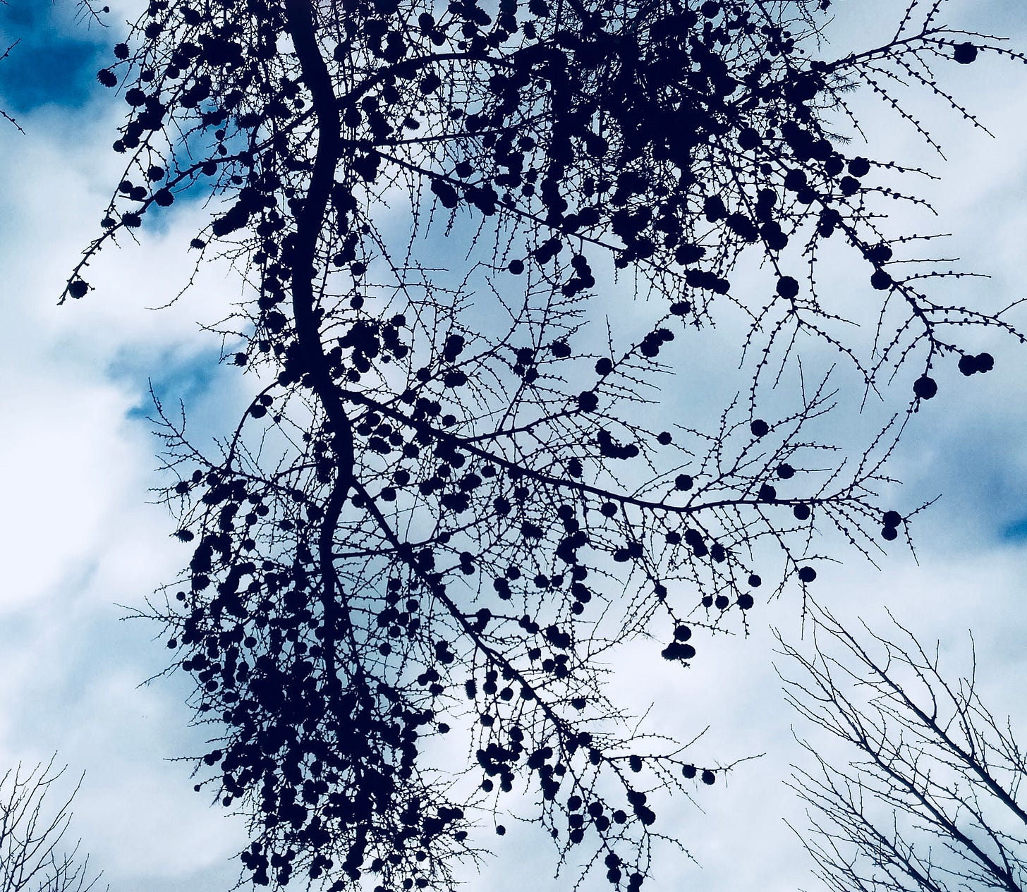 Winter branches backed by blue sky