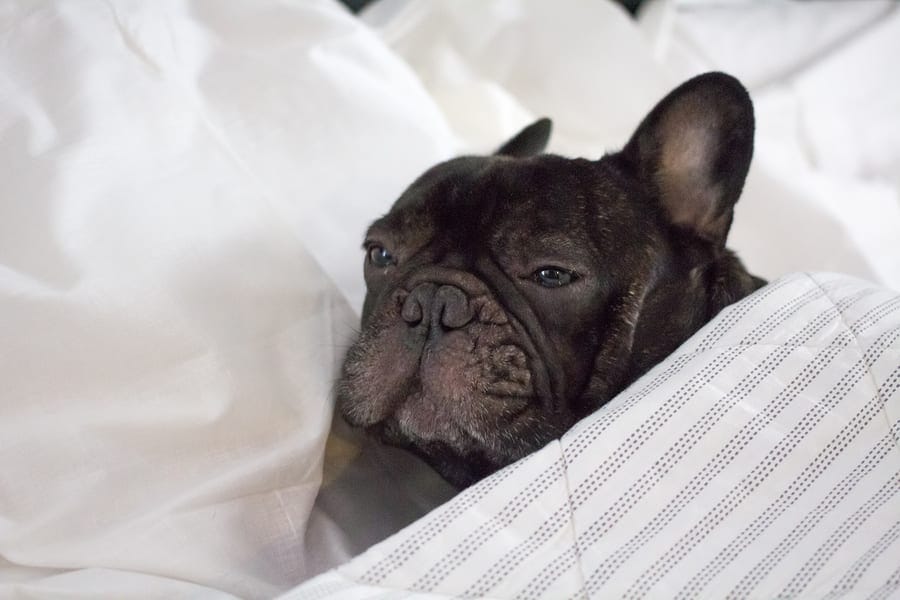 Reasons Why your French Bulldog Vomits - Huskerland Bulldogs