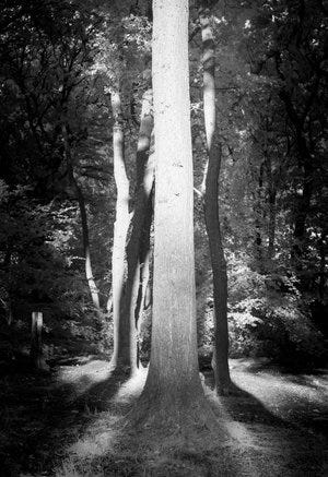 IR Trees A Day -9.jpg