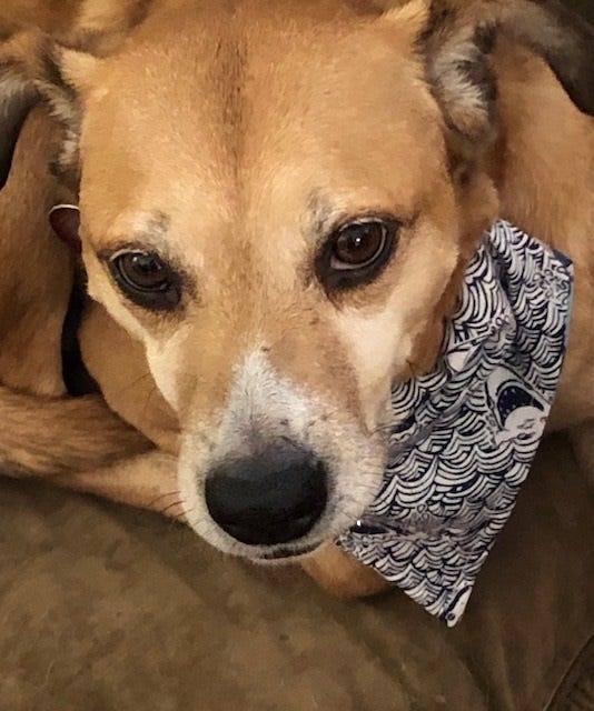 Dog in bandana