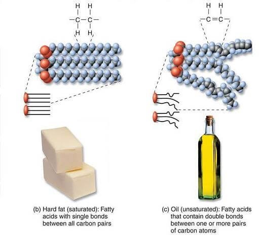 IB HL 2.3.U4 Triglycerides IB HL 2.3.U4 Triglycerides