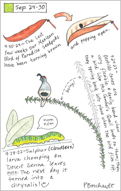 Perpetual Journal, week of Sep. 24-30: Mexican Bird of Paradise Seedpods (2024); Gambel’s Quail & Ocotillo (2023); Cloudless Sulphur Larva (2022) Perpetual Journal, week of Sep. 24-30: Mexican Bird of Paradise Seedpods (2024); Gambel’s Quail & Ocotillo (2023); Cloudless Sulphur Larva (2022)