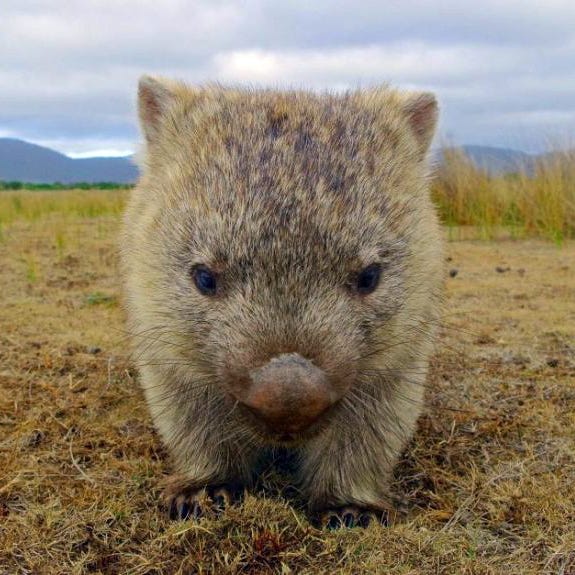 wombat