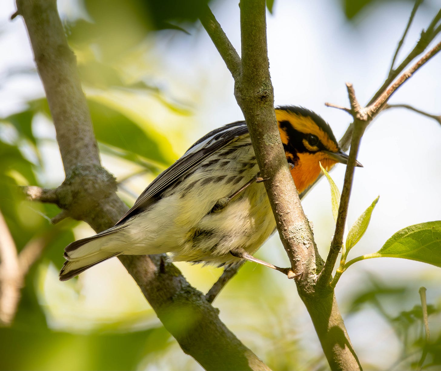 A blackburnian warbler (a small bird with a bright orange throat and black mask) perches in a tree A blackburnian warbler (a small bird with a bright orange throat and black mask) perches in a tree