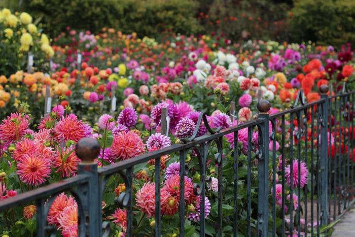 700_dahlia-22