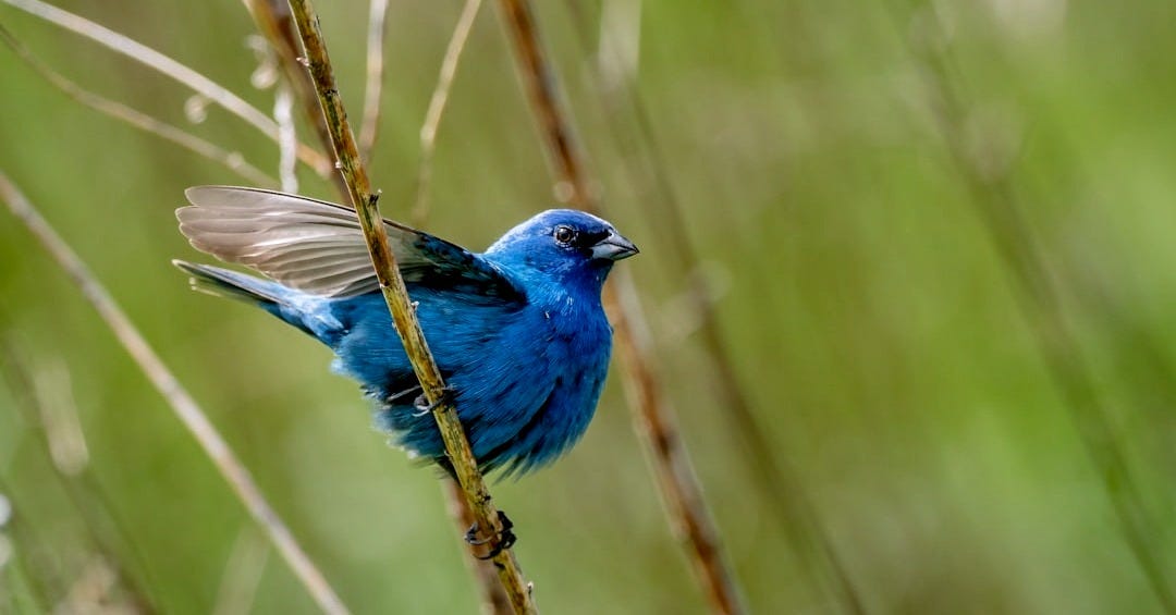 blue bird on green grass during daytime