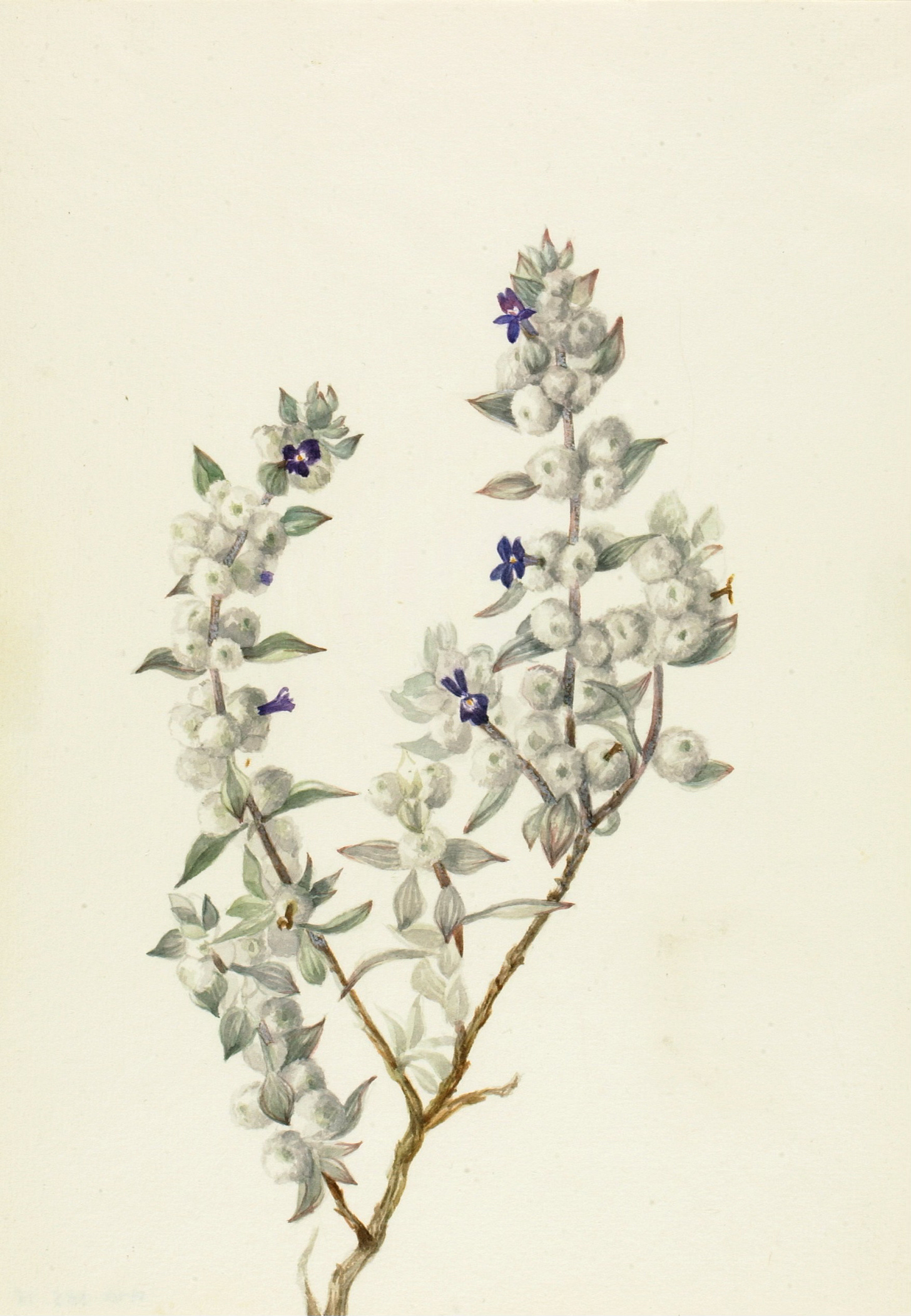 Death Valley Sage (Salvia funerea), botanical illustration by Mary Vaux Walcott, ca. early 1930s. From the Smithsonian American Art Museum collections. 