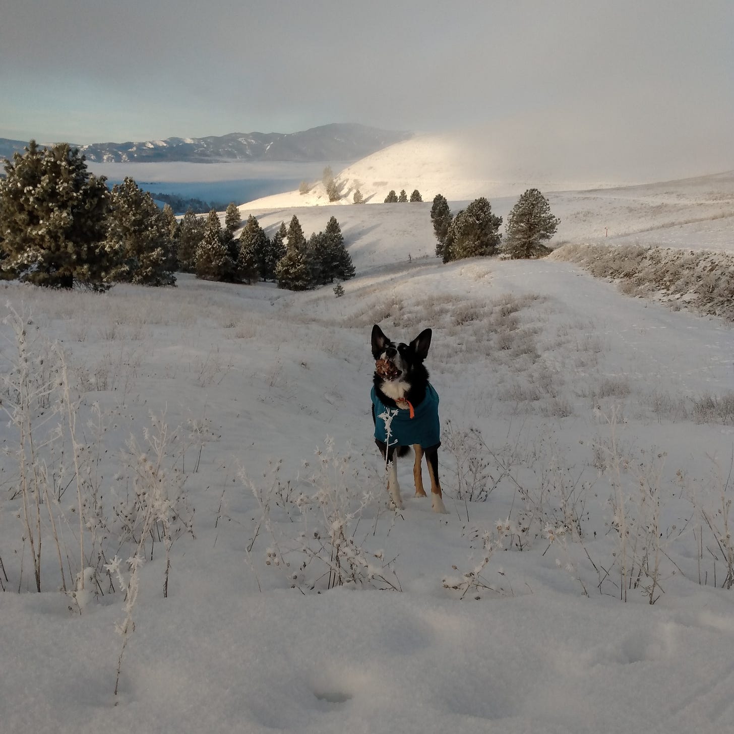 Dog catching a pine cone in a barren, snowy field