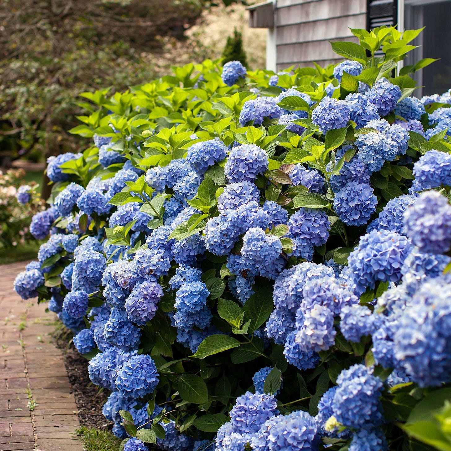Endless Summer® Hydrangea - 1-2 ft. / Single