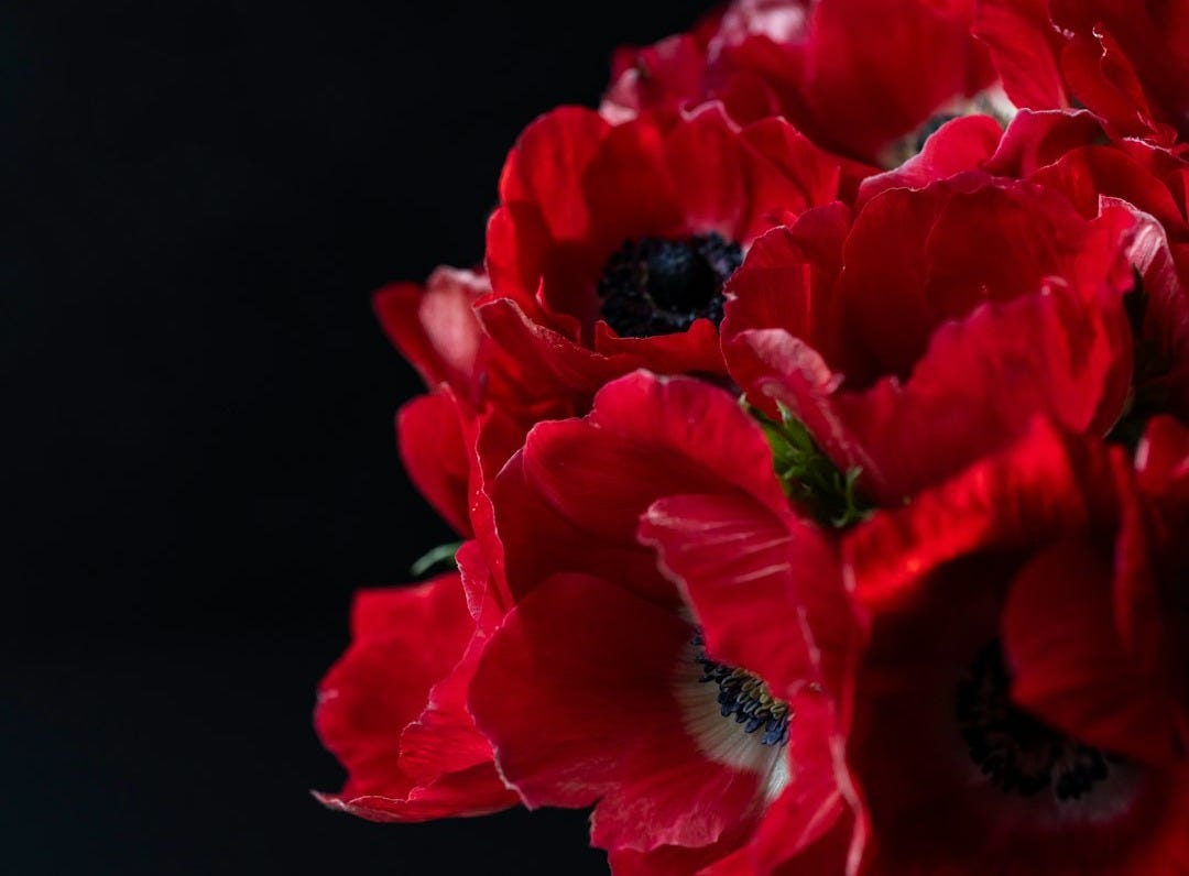 red anemones