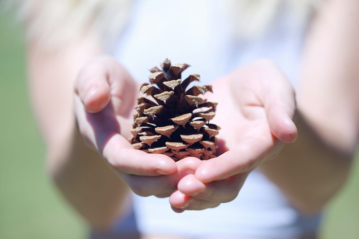 A person giving a gift with arms stretched out and a seed in their palms. A person giving a gift with arms stretched out and a seed in their palms.