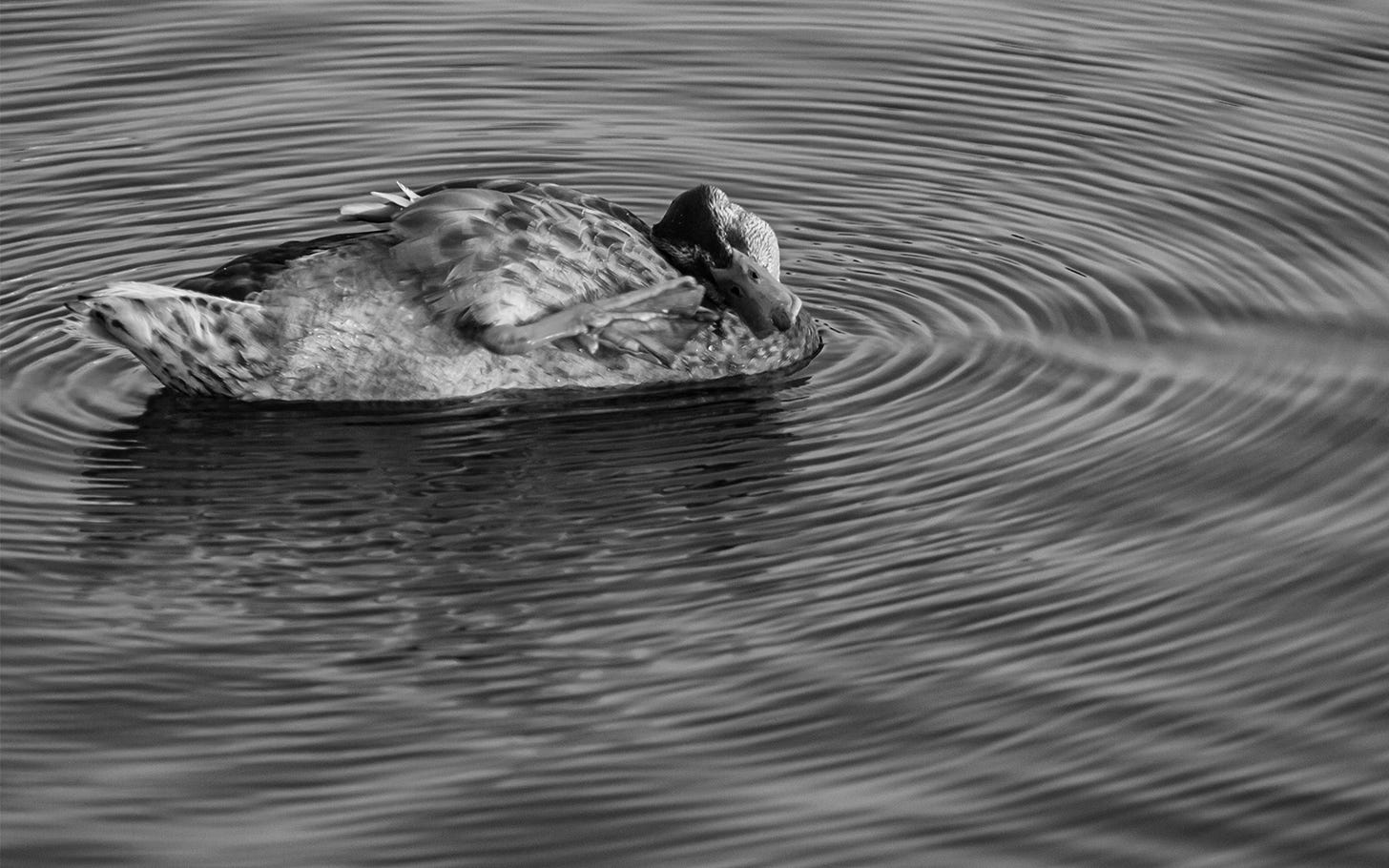 Duck lazily sratches himself with his foot creating crisp ripples
