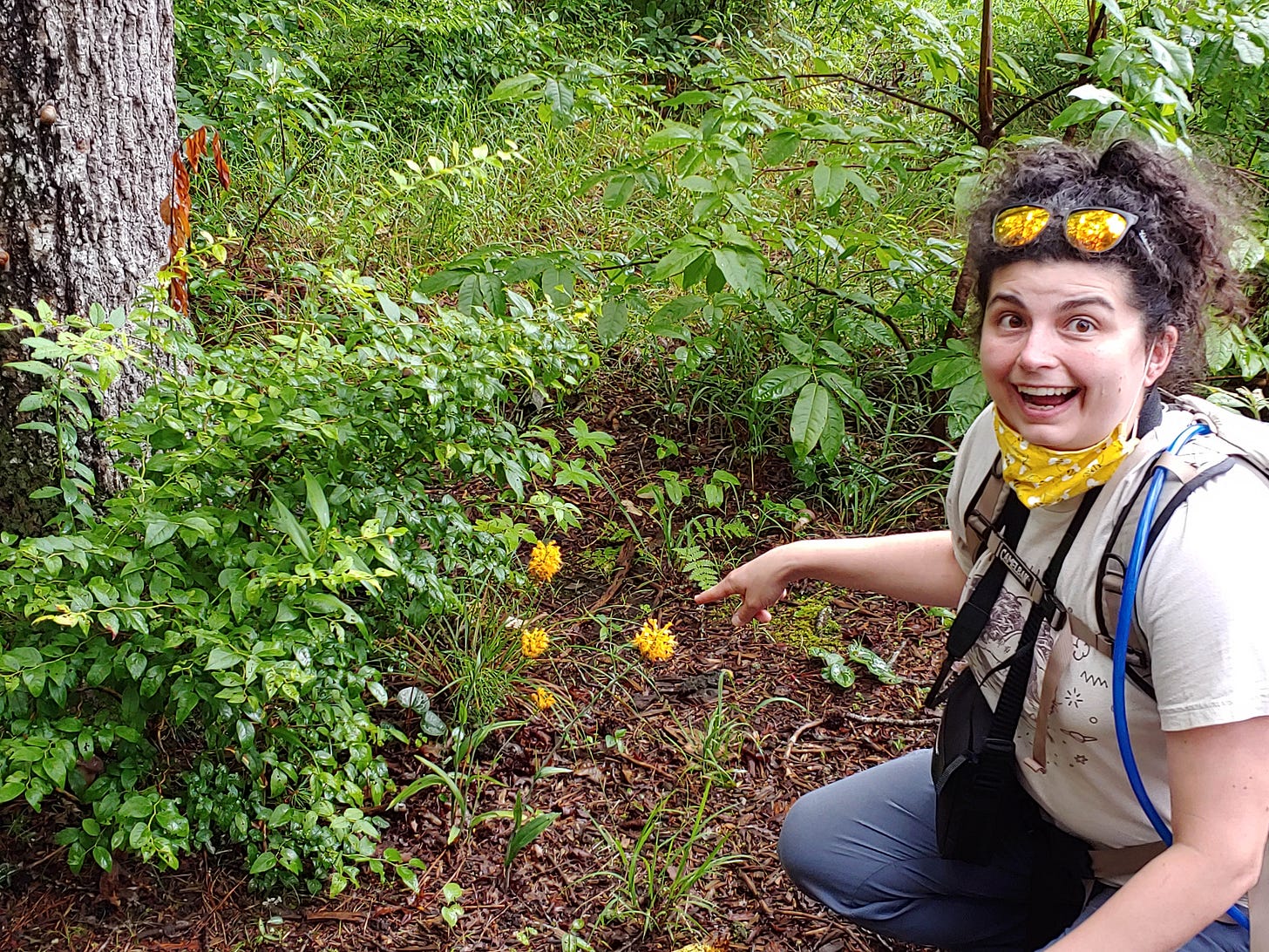 A group of orange fringed orchids at the wooded edge of a trail, in the center of the photo. The author kneels to the right of the frame pointing at the orchids. She is a white woman with a poofy, untidy dark brown ponytail and brown eyes. She is wearing cheap black sunglasses on her head. The sunglasses frames are shiny orange. She is also wearing a white T-shirt for the band Dinosaur Jr. that has a drawing of a cute pitbull, though this is mostly obscured by the straps of her backpack and binoculars case. She is wearing a fabric face mask, yellow with bees on it, slid down to show her face - wide-eyed with a big, slightly wild-looking smile.