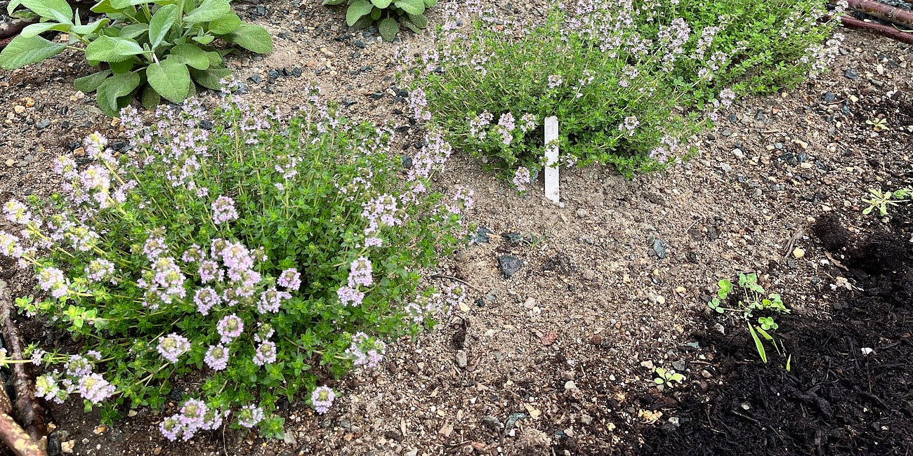 Mediterranean Herbs