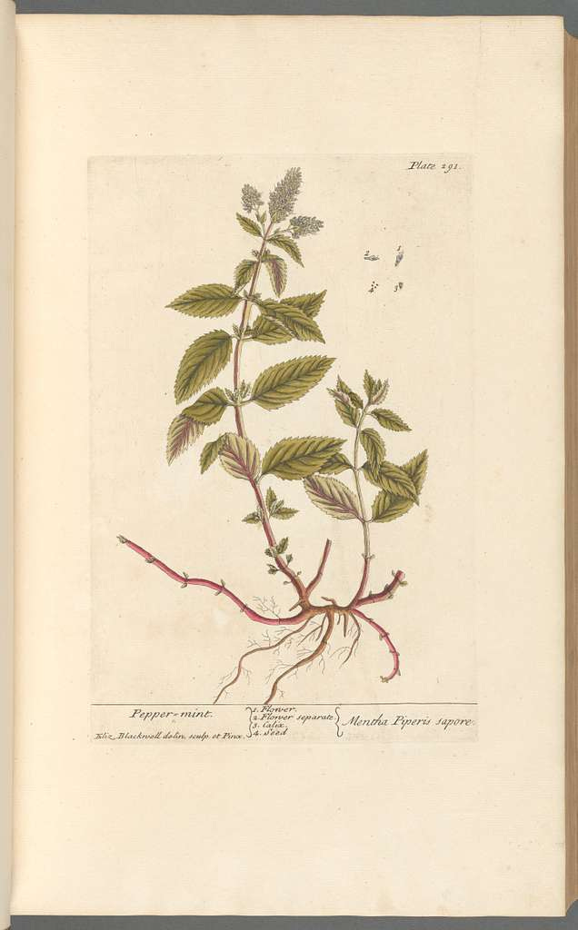 Pepper mint, A curious herbal... by Elizabeth Blackwell - PICRYL - Public  Domain Media Search Engine Public Domain Search