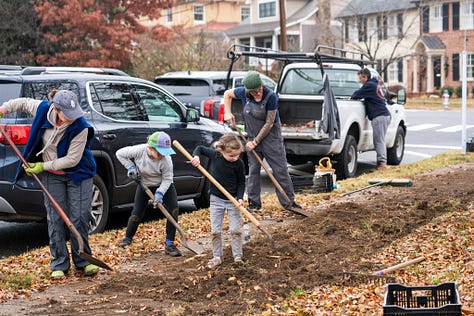 Volunteers planted tulip bulbs around town last fall. Photos by Wes Wiberg.
