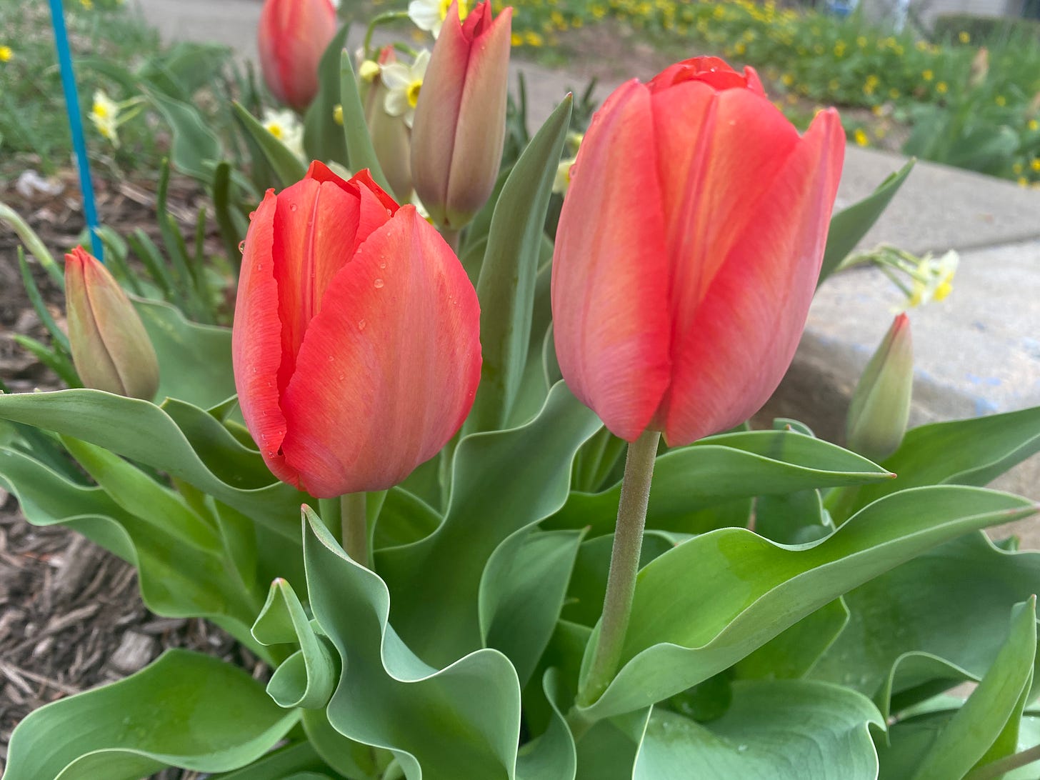 red tulips and yellow daffodils