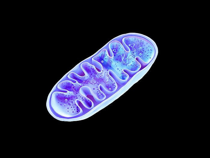 SS-31 Peptid und möglicher Game Changer für deine Mitochondrien