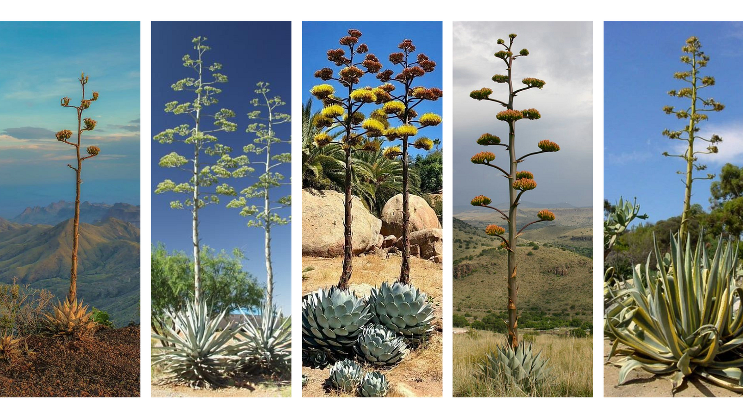 cozy home design interior design Substack small space home styling nervous system friendly decor summer patio ideas aesthetic home upgrades burnout-friendly interiors real-life home inspiration slow living home design emotionally intelligent interiors cozy home design interior design Substack small space home styling nervous system friendly decor summer patio ideas aesthetic home upgrades burnout-friendly interiors real-life home inspiration slow living home design emotionally intelligent interiors