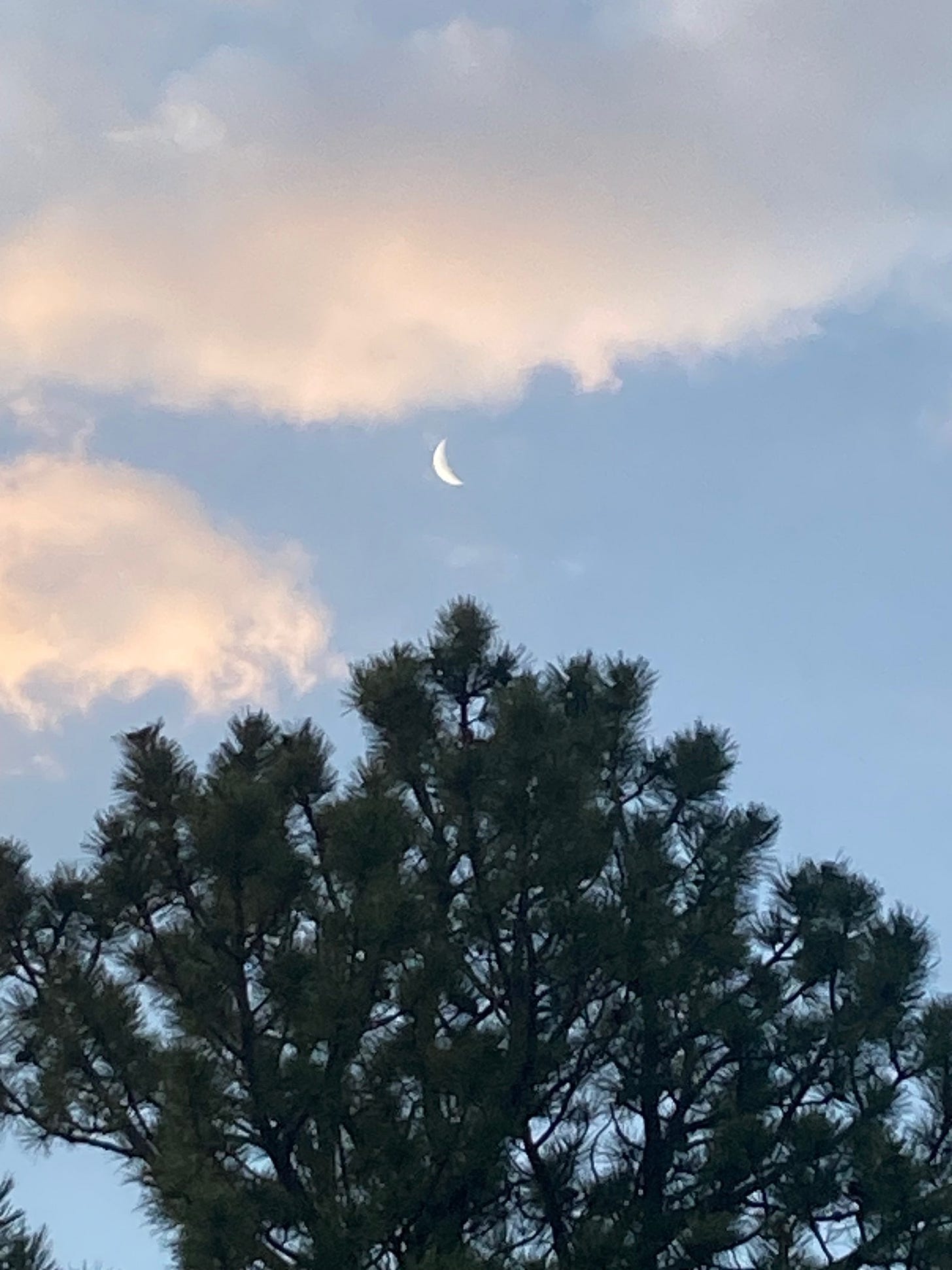 Tree, Moon, Cloud, 2026-06-10