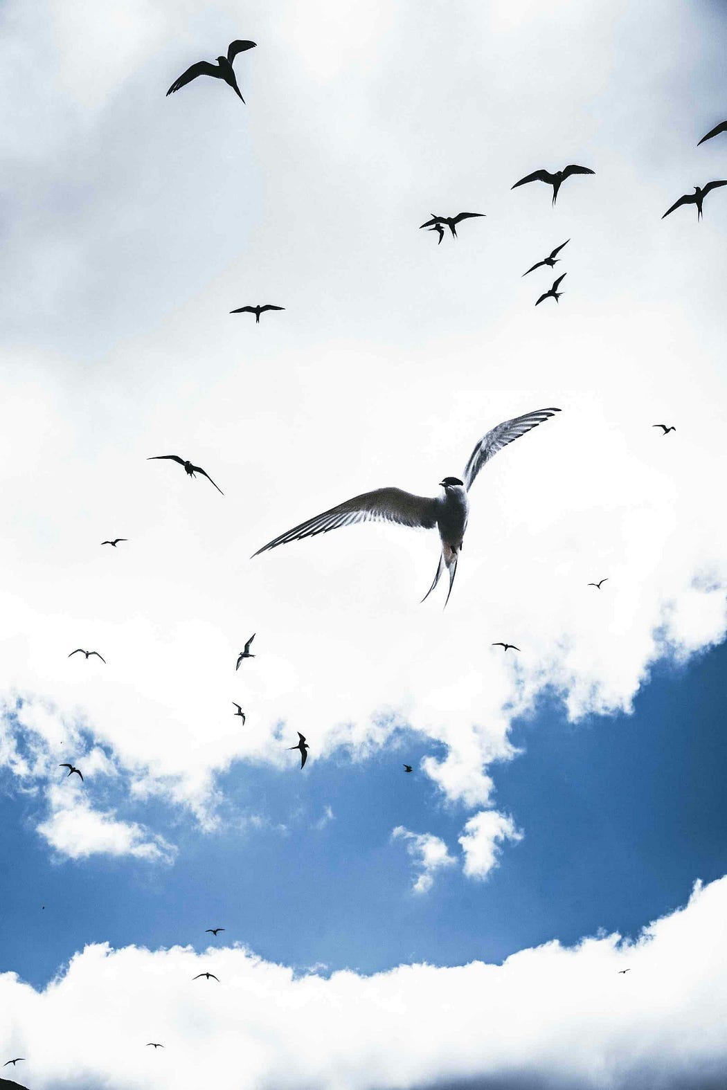 Flying birds in the sky. Flying birds in the sky.