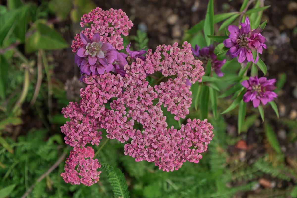 yarrow plants yarrow plants
