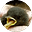 incze's avatar