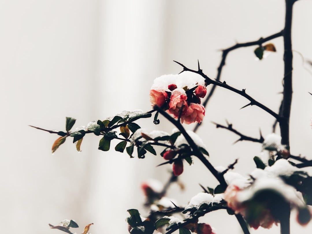 a group of pink flowers on a tree branch