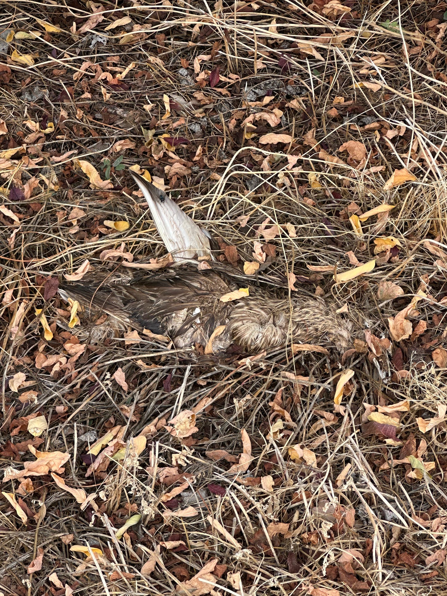 Dead bird in the grass and leaves, decaying
