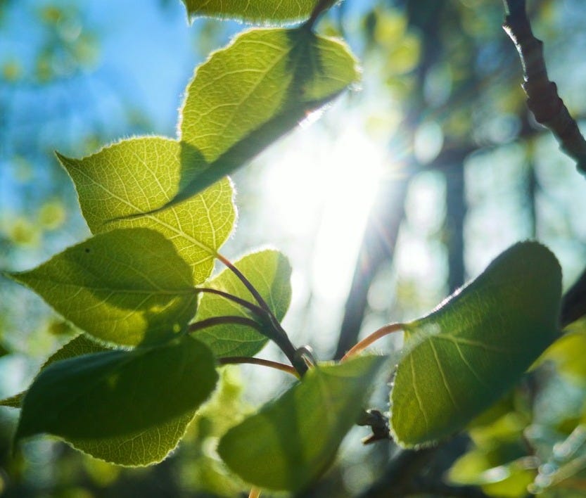 green leaves in tilt shift lens