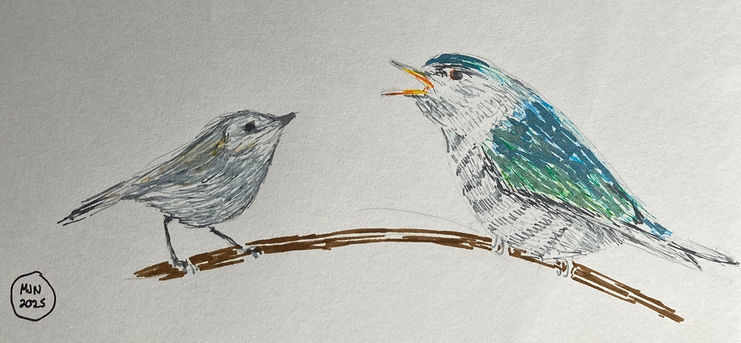 A small grey bird on a twig with a much larger blue-green and grey juvenile bird with adult feathers but still yellow around its beak, demanding food. A small grey bird on a twig with a much larger blue-green and grey juvenile bird with adult feathers but still yellow around its beak, demanding food.