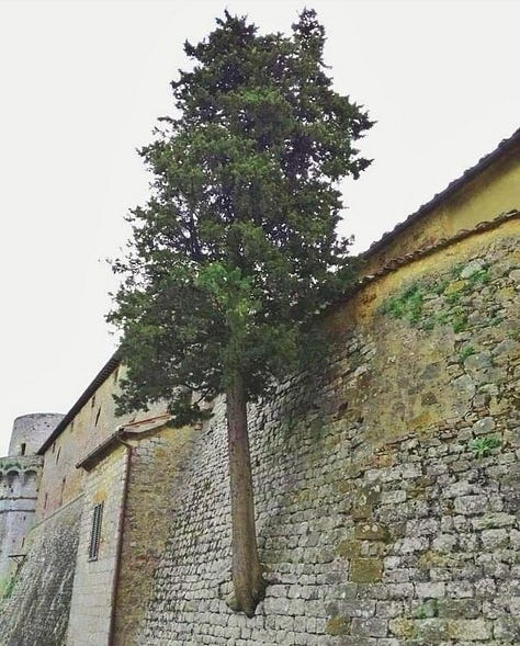 Trees learning to be in their worlds.