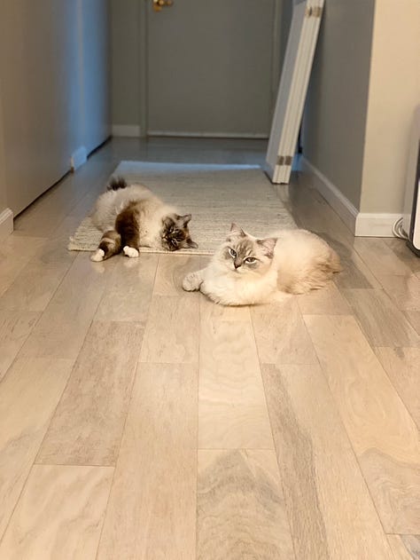 Gallery of woman and two fluffy white cats
