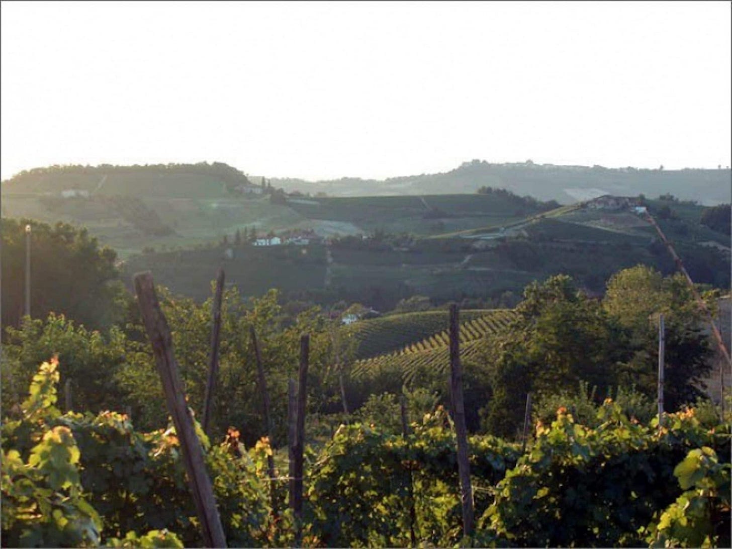 Dolcetto di Dogliani Superiore DOCG - Wine and Travel Italy