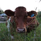 The Wisdom Underground