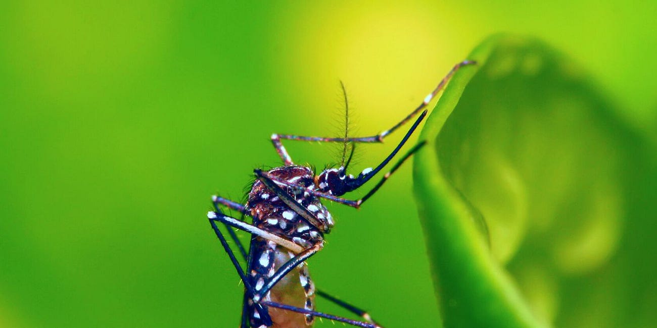 Spike in Mosquito-Borne Infections Follow Report Bill Gates-Linked Company to Release Mosquitos in Caribbean: Puerto Rico Declares Public Health Emergency