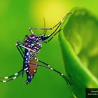 Spike in Mosquito-Borne Infections Follow Report Bill Gates-Linked Company to Release Mosquitos in Caribbean: Puerto Rico Declares Public Health Emergency