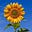 Sunflower's avatar