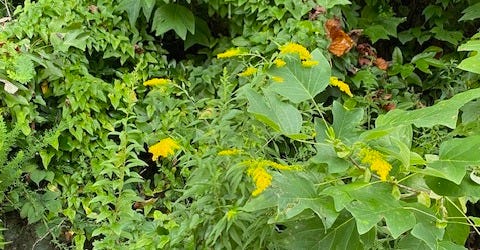 goldenrod blooming