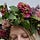 Flora Reveries