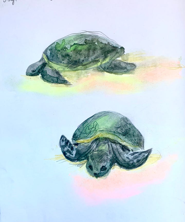 Mixed media illustrations using watercolour, pencils and chalk pastels