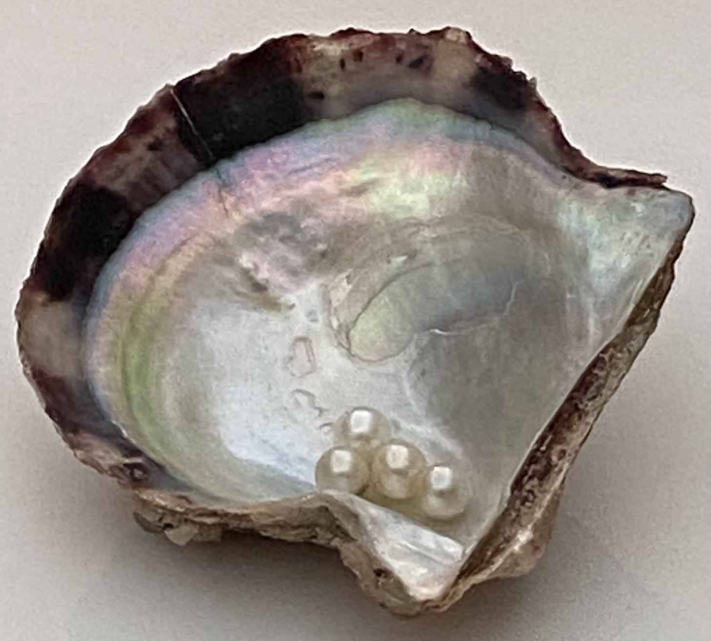 Four small pearls in half an oyster shell