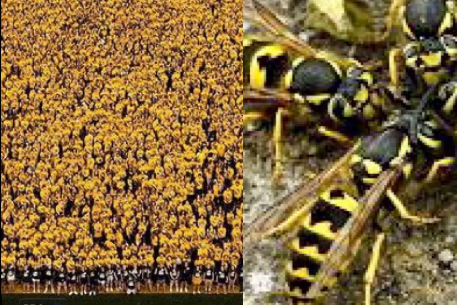 wasps and on iowa