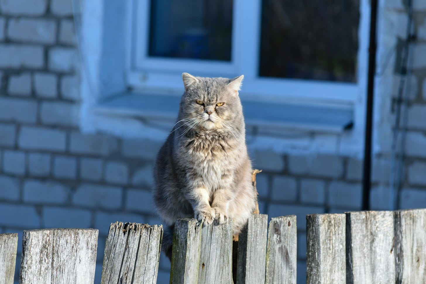 Grey Grumpy Cat sitting on a fence