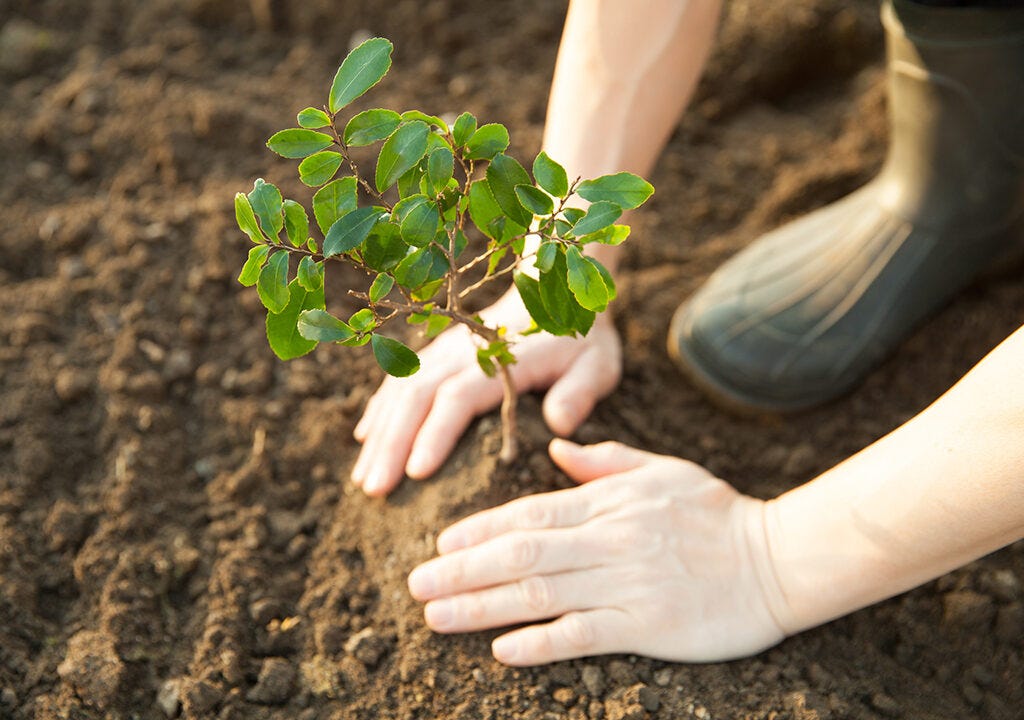 CSUN Co-Hosts TreeFest Nov. 8 to Help 'ReGreen' Altadena - CSUN Newsroom